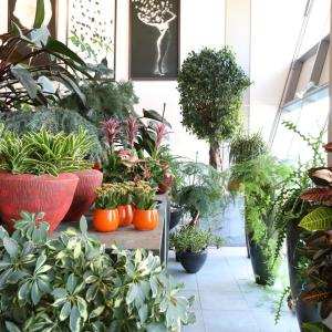 Plants in shop