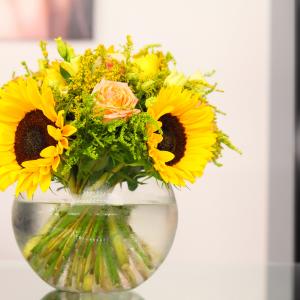 Helianthus care tips