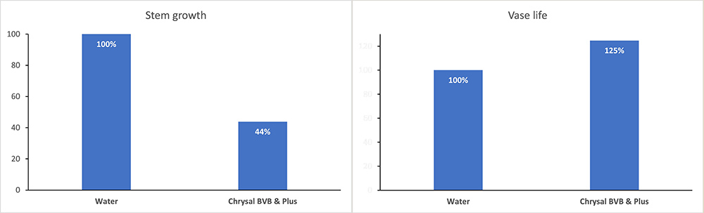 bvb & plus stem elongation results