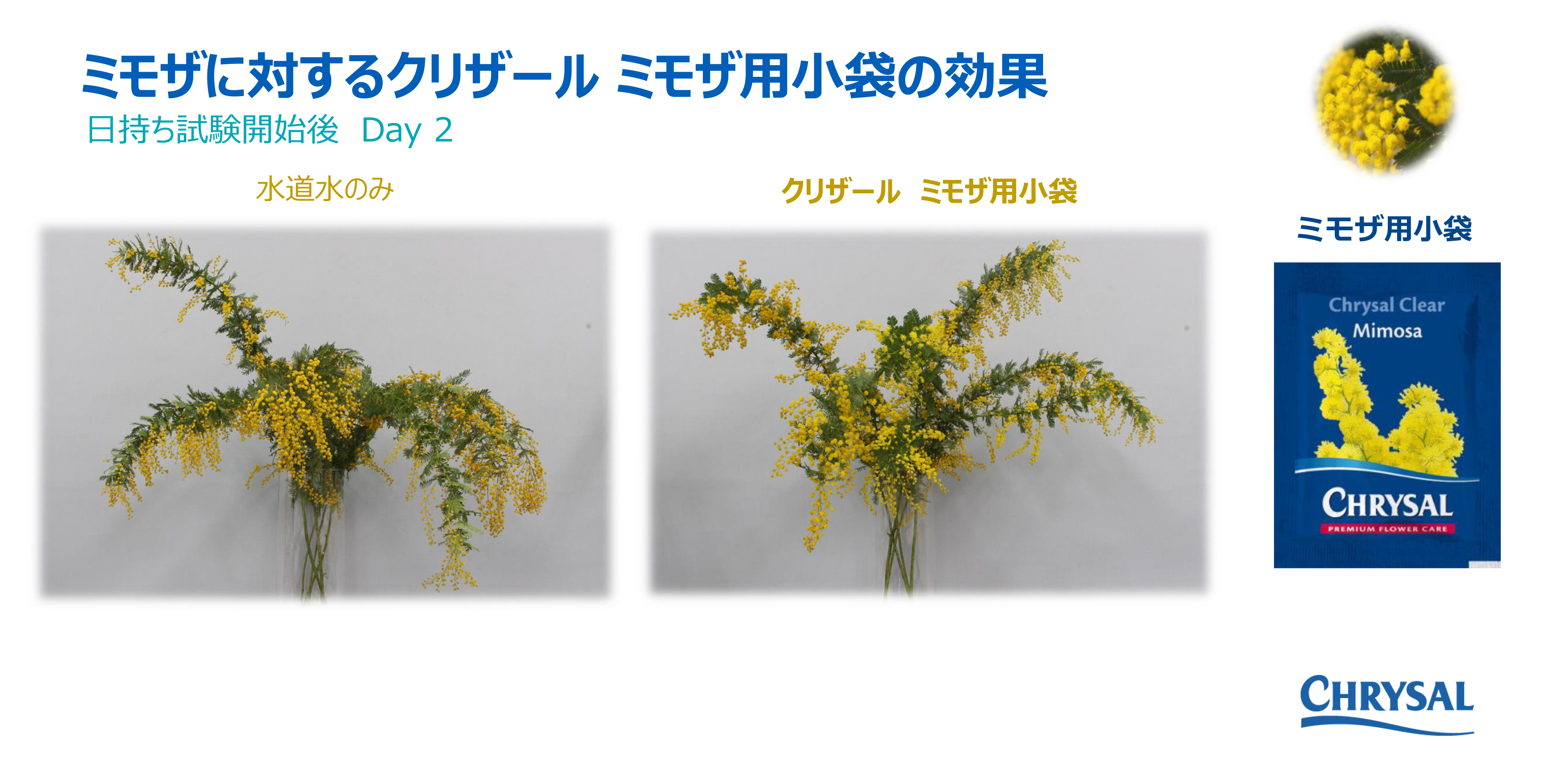 Jozpictsiedxq ミモザ 切り花 販売 2769 ミモザ 切り花 販売