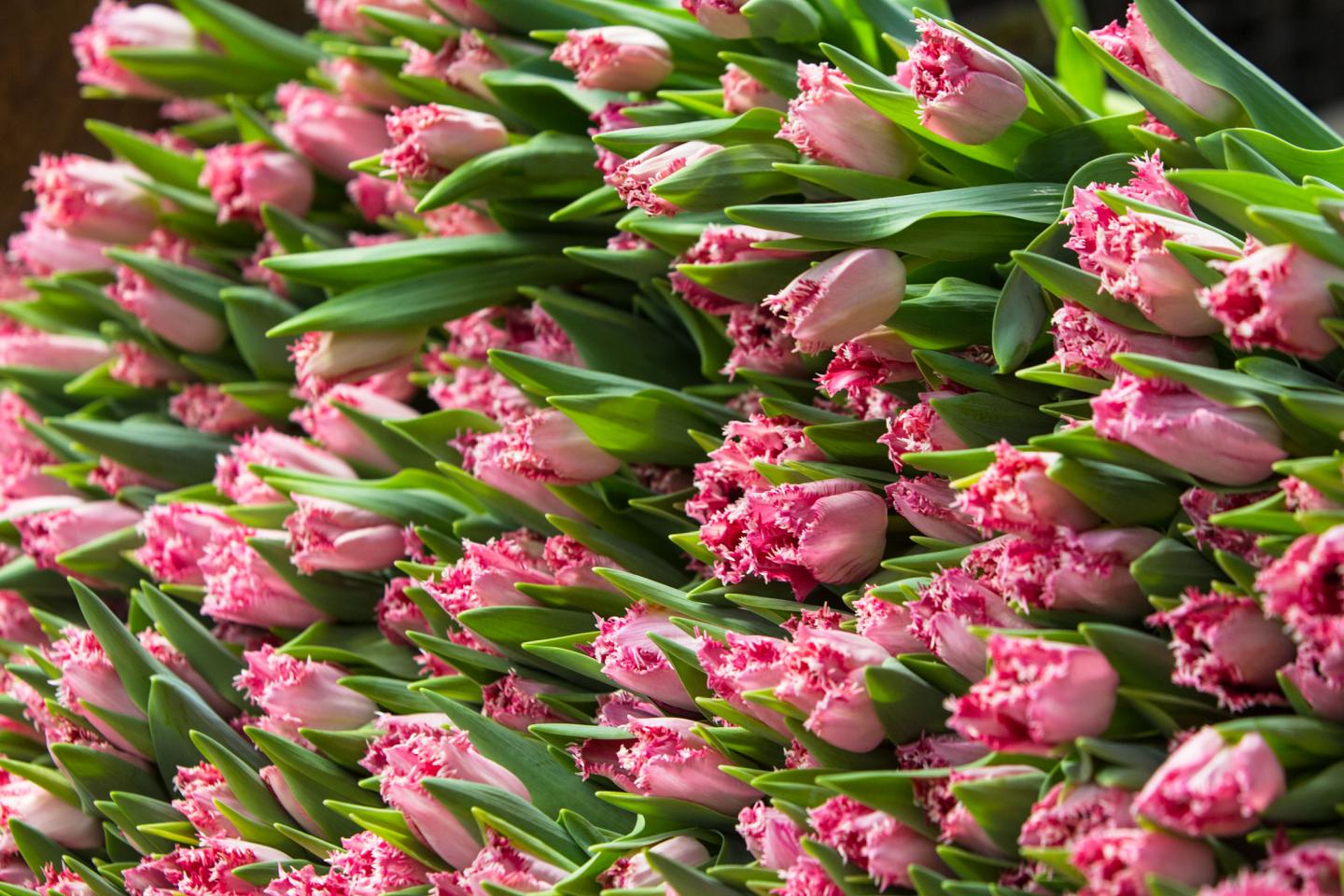 Tulips grower