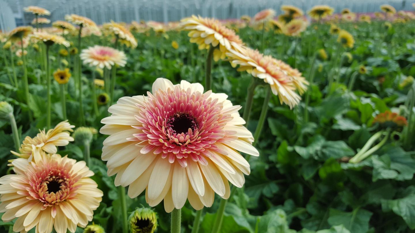 Gerbera in green house