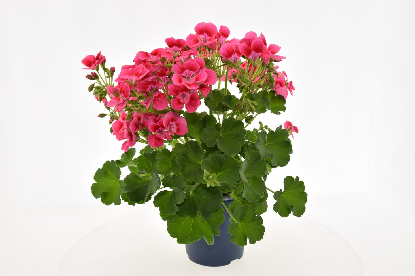 pelargonium