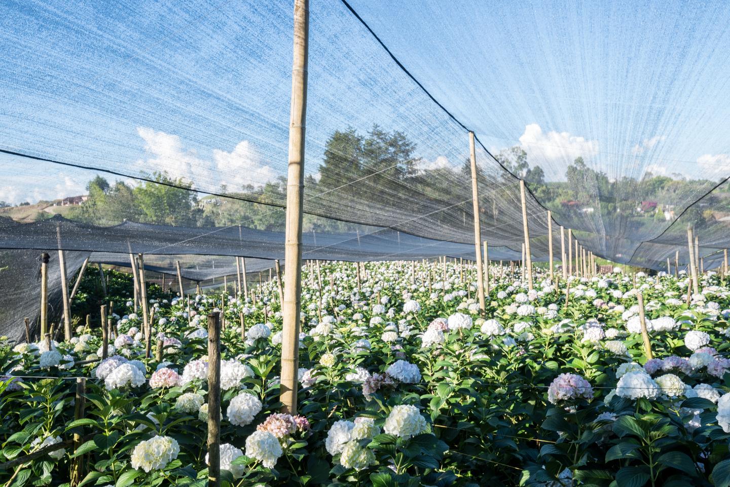 hvb hydrangea