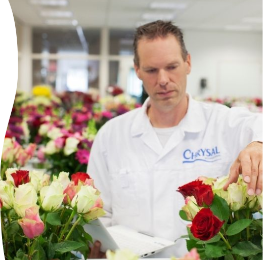 Chrysalmedewerker test bloemen in het lab