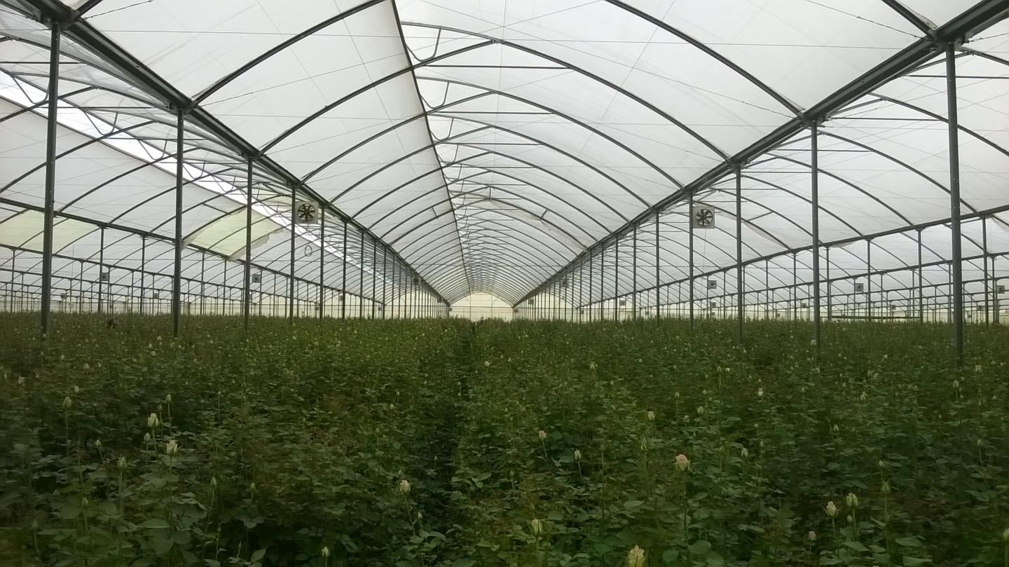 Greenhouse - Kenya