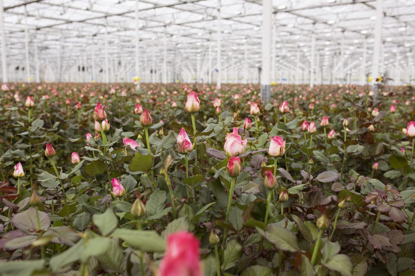 Rose grower