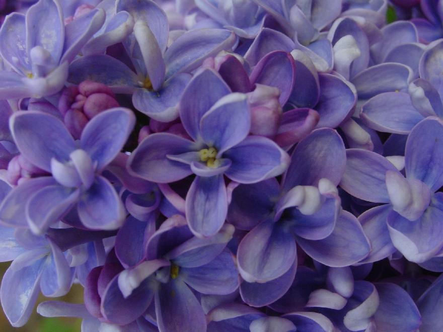 syringa