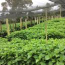 Daniel Piedrahita - FlorAndina, Colombia