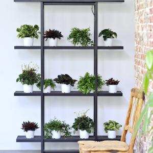 Shelf life potted plants_ BBH