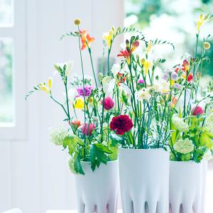 freesia care tips