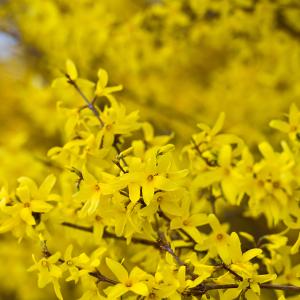 forsythia