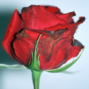 Botrytis Cinerea - Rose