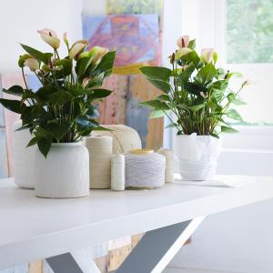 Potted plants at home