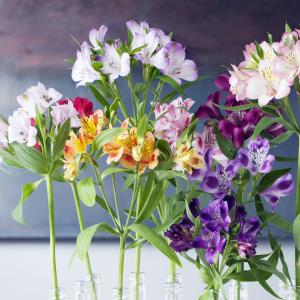 Alstroemeria - Flower of the Month - February