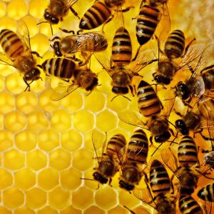 Chrysal zet zich in voor behoud bijen