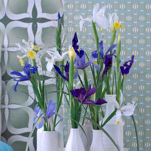 Beperkte knop- en bloemgroei Iris