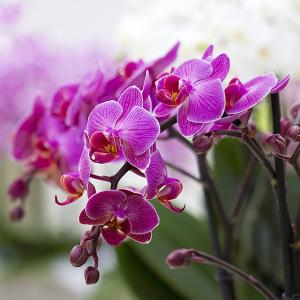 Phalaenopsis