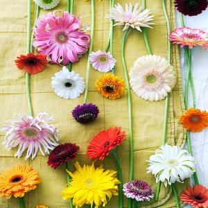 Steelverkleuring Gerbera