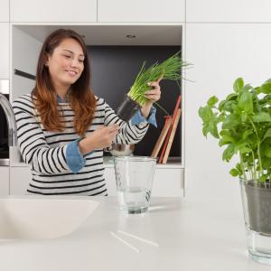 Tips for herb plants