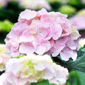 Hydrangea