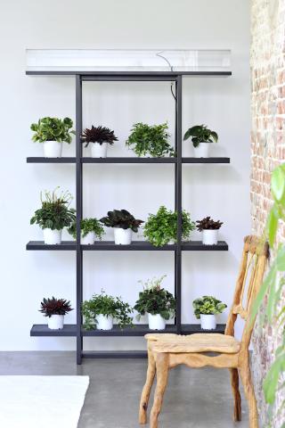 Shelf life potted plants_ BBH