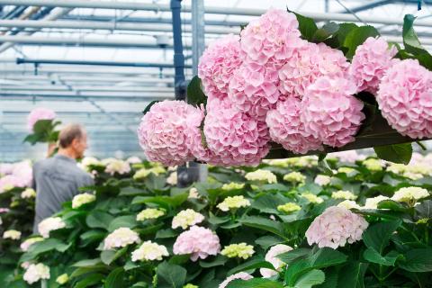 Hydrangea Flora Holland