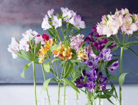 Alstroemeria - Flower of the Month - February