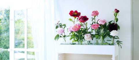 Peony - Flower of the Month - June 2017