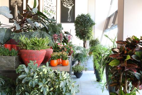 Plantes en magasin