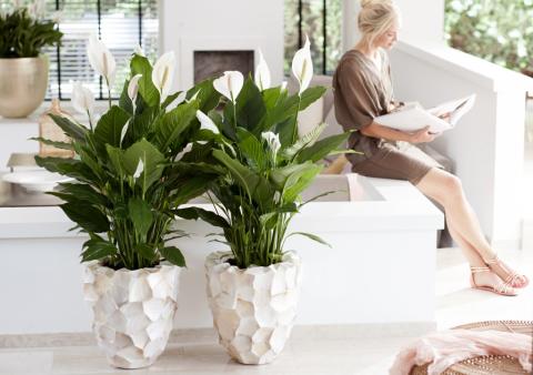 Spathiphyllum