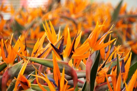 Strelitzia