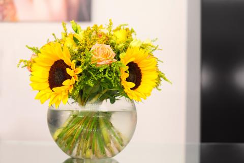 Helianthus care tips