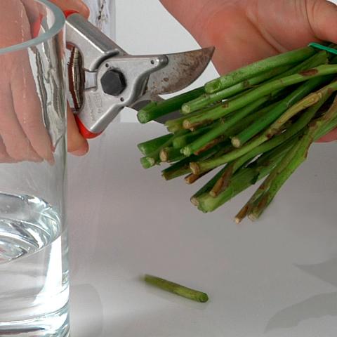 best way to cut the stem flowers