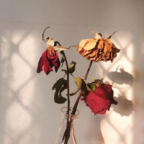 Wilt flowers