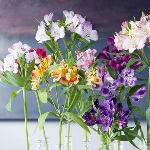 Alstroemeria - Flower of the Month - February