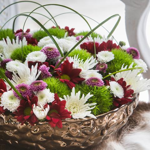 Botrytis Chrysant