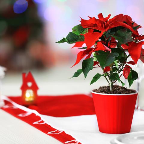 Kerst Poinsettia