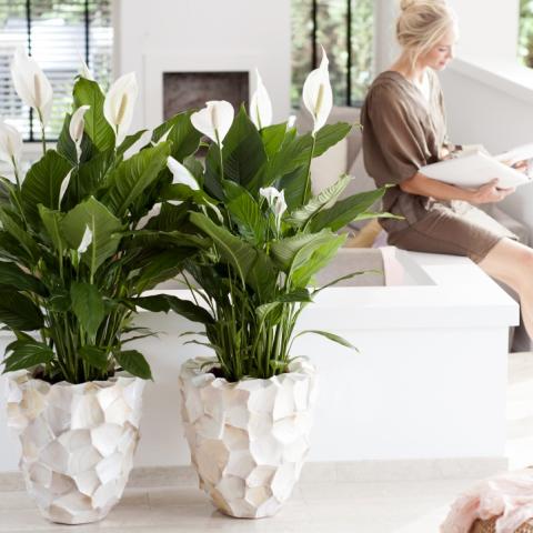 Spathiphyllum