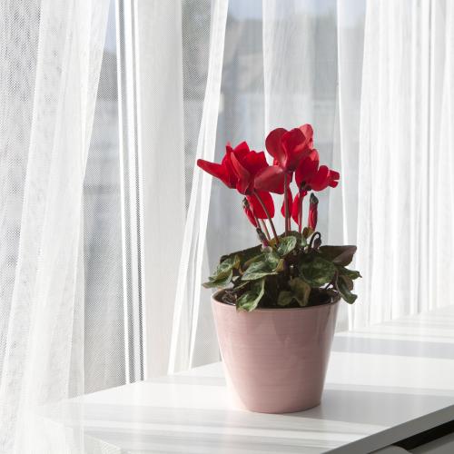 Cyclamen in pot voor Valentijnsdag