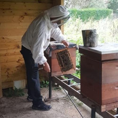 bees