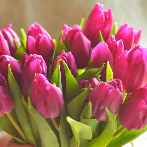 FreshPaq for Tulips