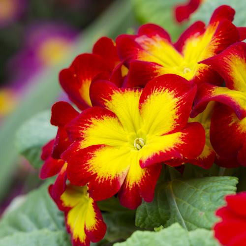 Petunia - Sales tips for bedding plants