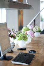 Hydrangea at home