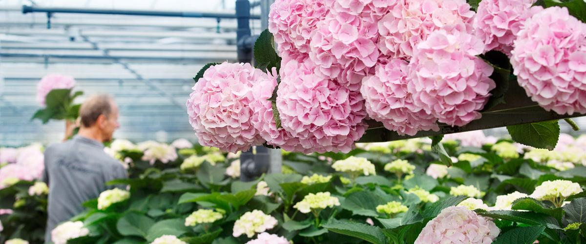 Hydrangea care tips  Chrysal