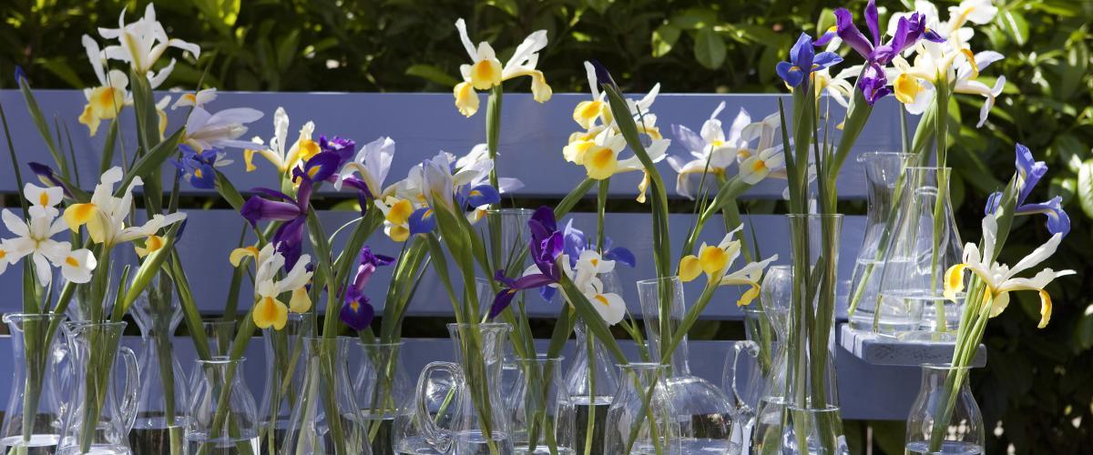 conseils de soin Iris