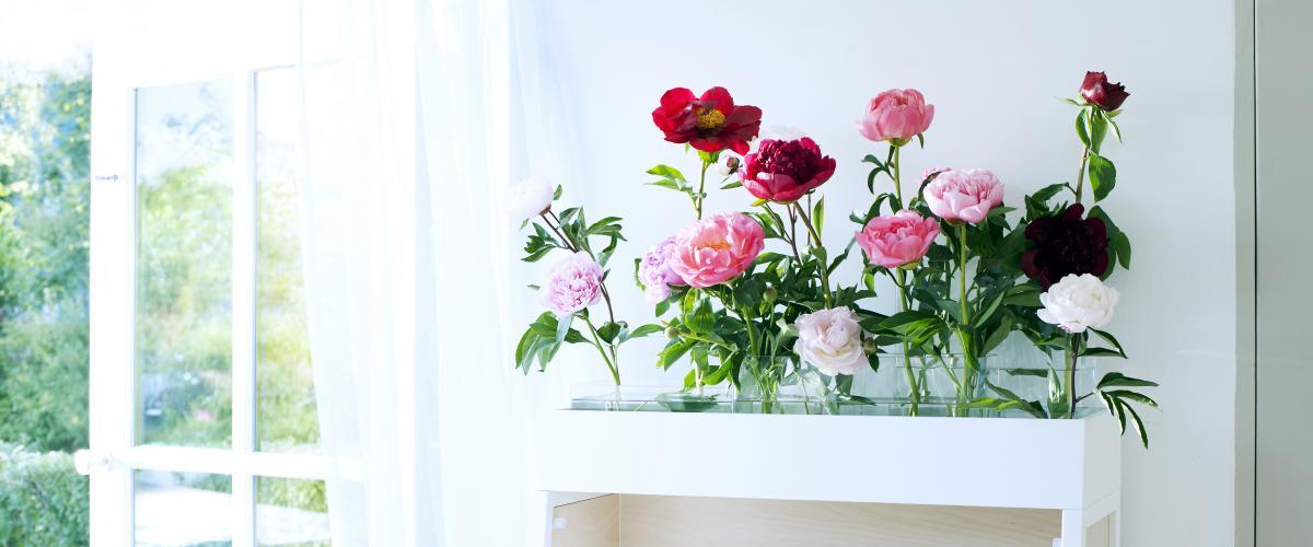 pivoines