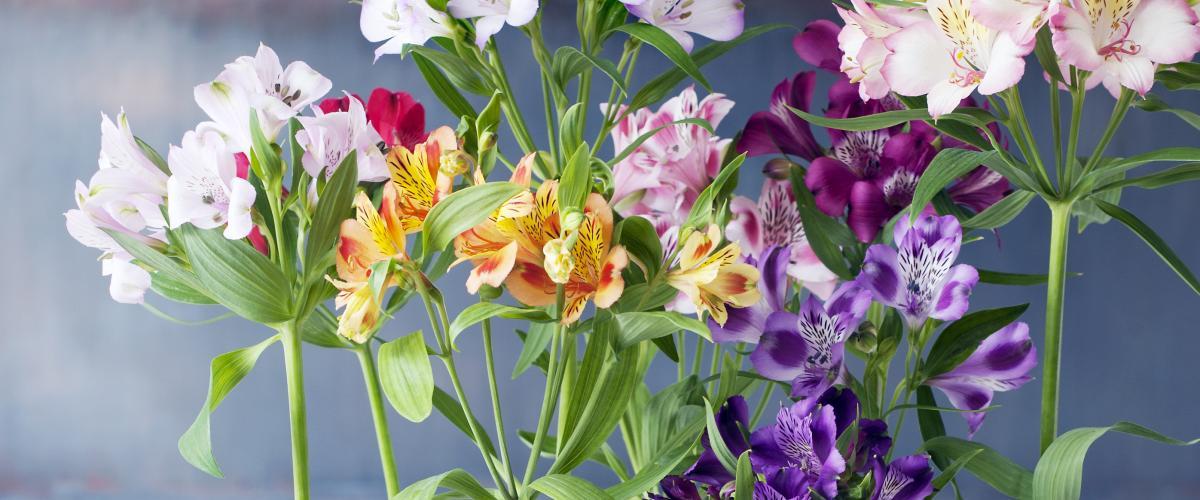 Alstroemaria