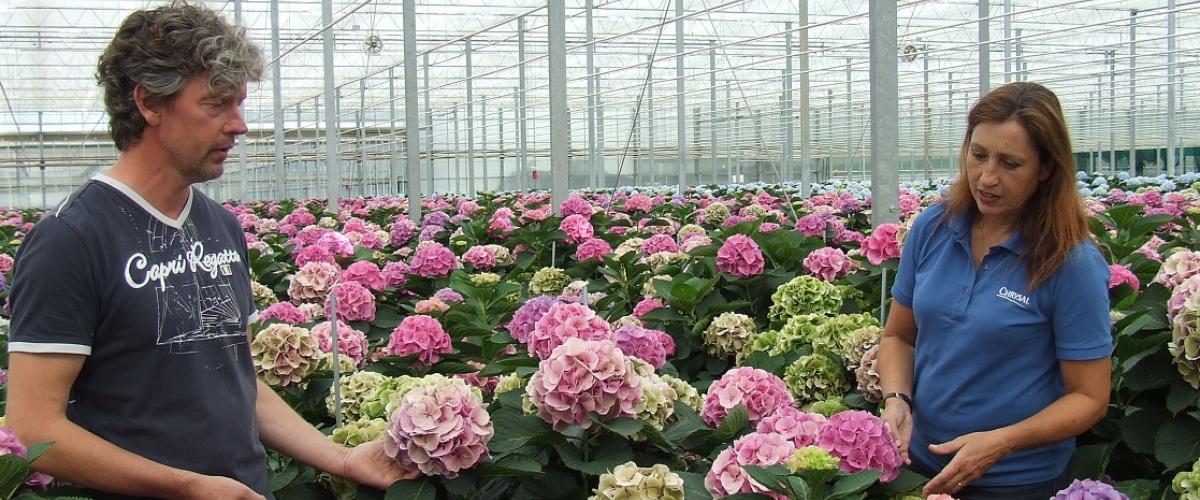 Twee medewerkers in een grote kas inspecteren roze hortensia's.