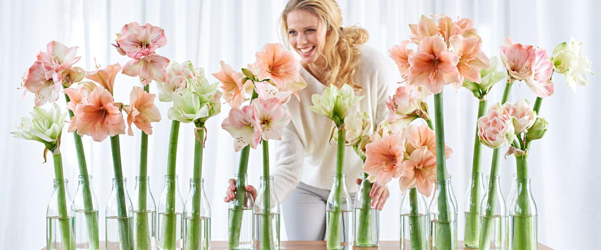 Flower of the Month - December - Amaryllis